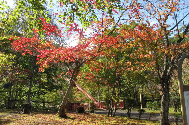 紅葉に時期になってきましたね～